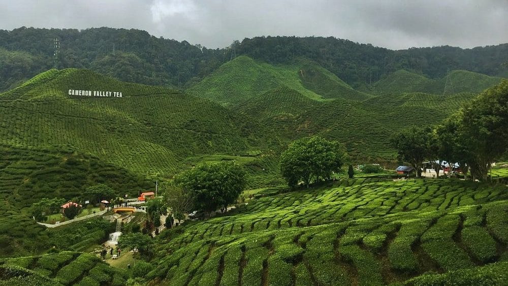Himpunan info yang perlu anda tahu sebelum melawat Cameron Highlands
