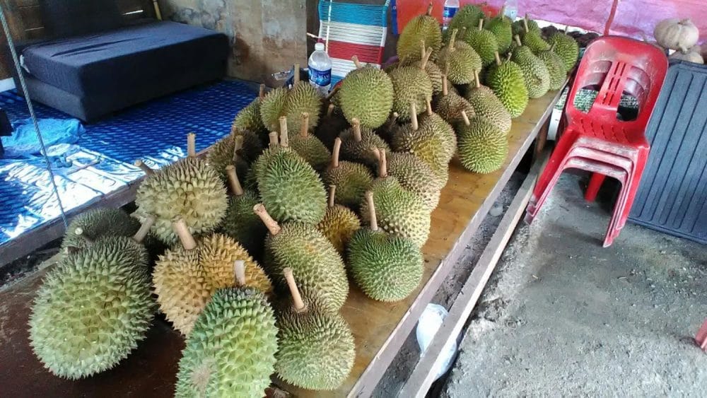 Sentiasa dapat durian terbaik dengan 5 tips ini